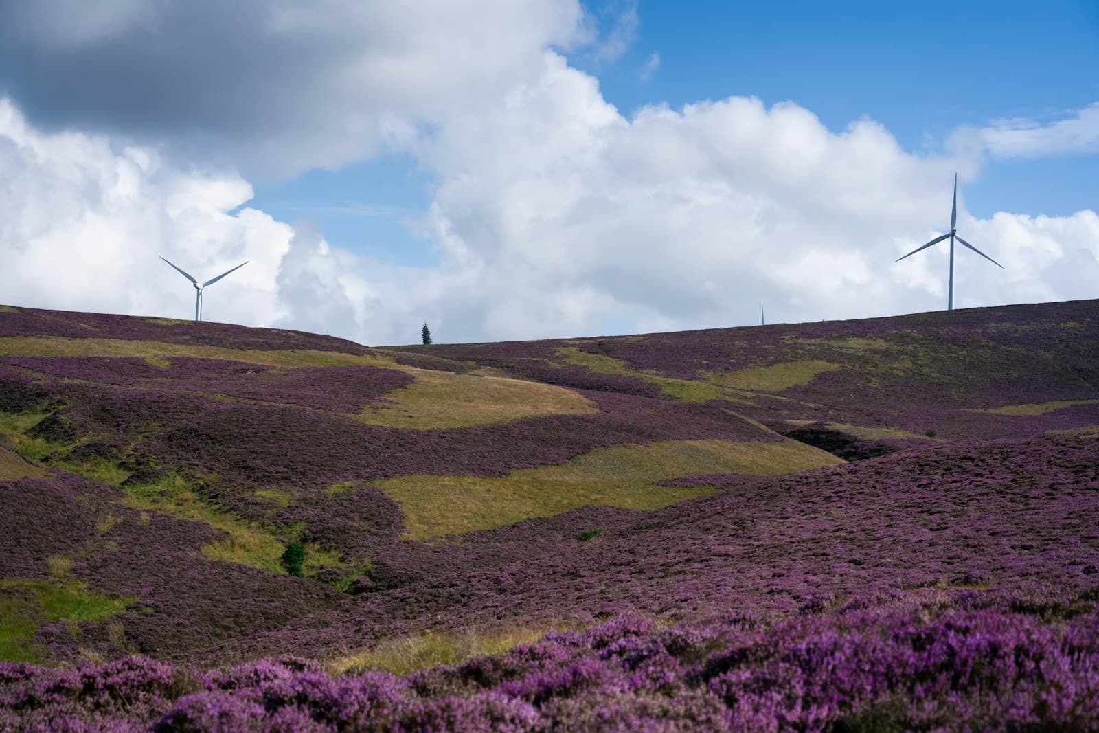 Wind turbines on a hilltop above purple heather moorland in Scotland, under a bright sky with white clouds