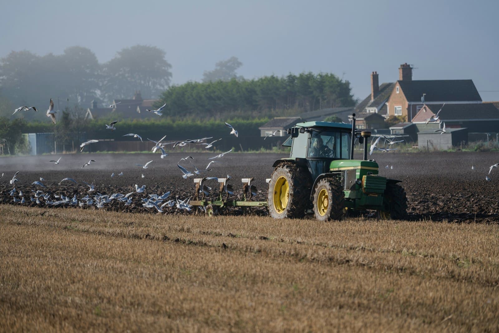A green tractor ploughing a field at Sutton Bridge in Lincolnshire on a misty morning, a flock of seagulls following the plough, wheat stubble in the foreground and red-brick houses behind a hedge